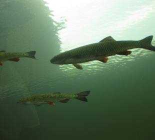 Naturpark Aquarium