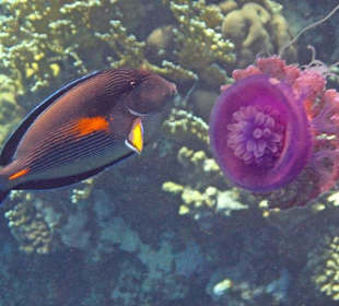 Hallo...Hallo schönes Wesen...