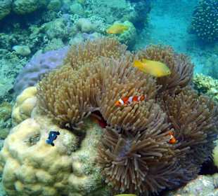 Nemo lässt grüßen