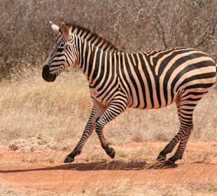 Zebra in Tsavo Ost