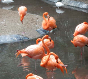 Flamingos