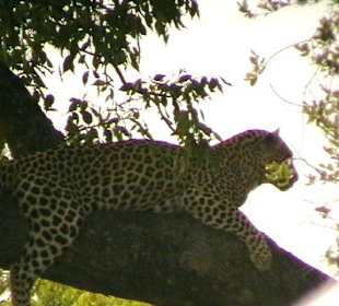 Big Five - Leopard