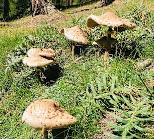 Wandern Sesvennahütte Mals/Malles Venosta