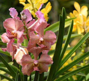In den Klongs - in einer Orchideenfarm