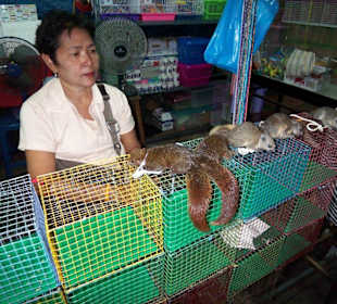 Eichhörnchen zum Verkauf