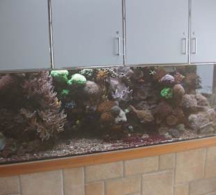 Schmetterlingshaus Jonsdorf