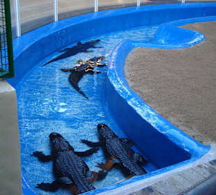 Badende Alligatoren
