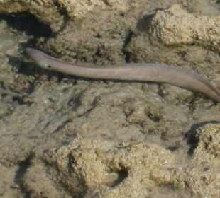 Kleine Muräne/Innenriff