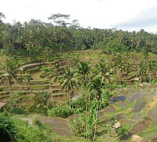 Blick auf die Terrassen