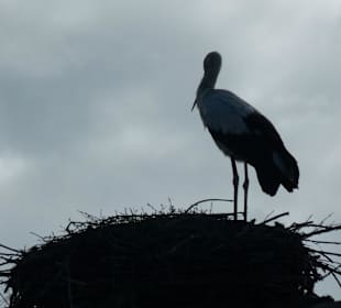 Storch auf dem Nest