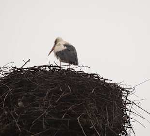 Województwo Podlaskie - kraina Bociana