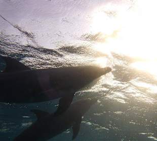 Lichtspiele mit Delfinen