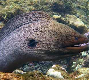 Muräne beim schnorcheln am Südriff