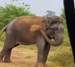 Udawalawe-Nationalpark