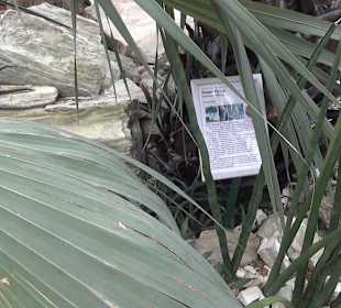 Tropicarium - Trockentropen