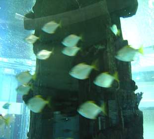 Aquadome mit Taucher