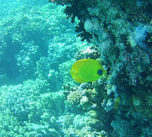 Schnorcheln Makadi Bay