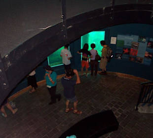 Blick in das Underwater Observatorium