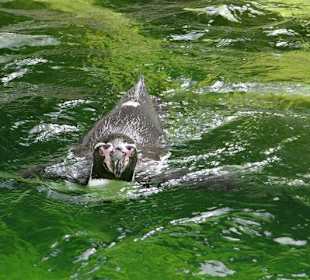 Rundgang im Tierpark