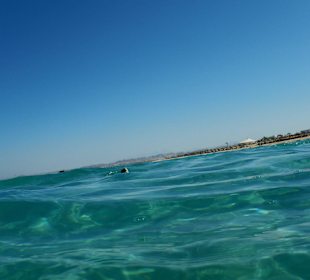 Auftauchende Schildkröte