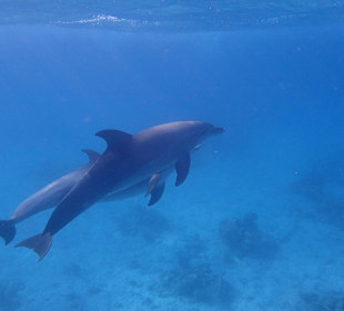 Einmalie Erlebnisse mit Mo´s Delfinen