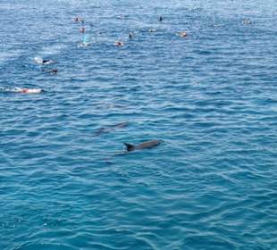 Schwimmen mit Delphinen
