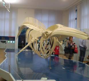 Zoologisches Forschungsmuseum Alexander Koenig