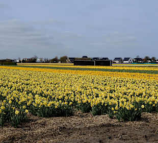 Wandern Noordwijkerhout