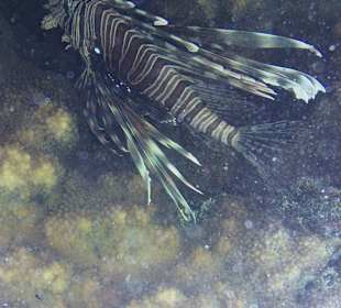 Schnorcheln Nabq Bay