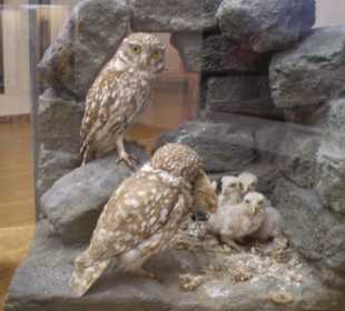Zoologisches Forschungsmuseum Alexander Koenig