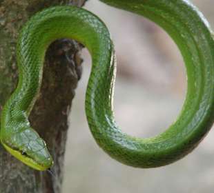 Snake