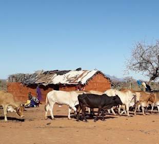 Kuh-Herde der Massai