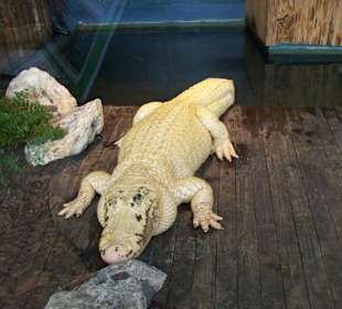 weißer Aligator