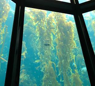 Monterey Bay Aquarium