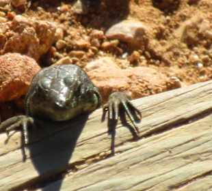 Eidechse auf der Insel Dragonera