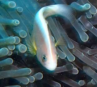 Anemonenfisch / "Skink"