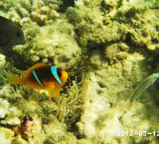 Leben im Wasser 3-8 m Tiefe