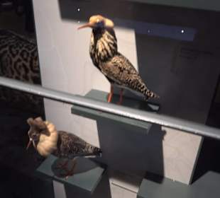 Museum für Naturkunde