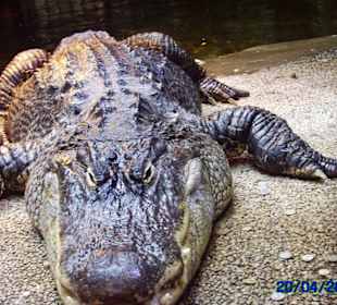 Bewohner des Tropicariums