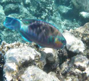 Papageienfisch am Außenriff