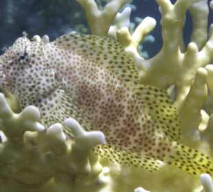 Einfach nur ein Sonnenbad geniesen..