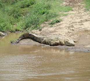 Ein sattes Krokodil am Mara River