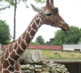 Artis Zoo Tiere