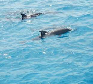 Delphine im Dolphinhouse