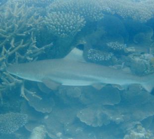 Schwarzspitzen-Riffhai