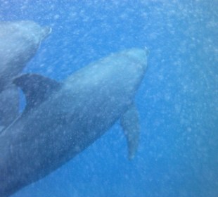 Völlg ungestört tauchen Sie unter uns