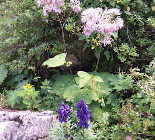 Bergblumenwanderung