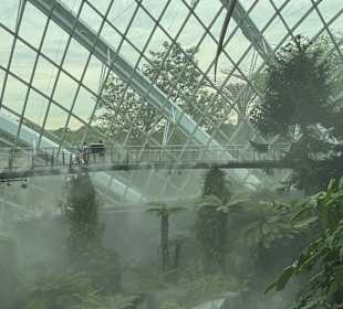 Cloud Forest