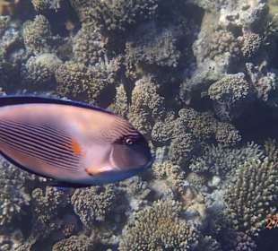 Korallen Riff mit Fisch