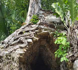 Cobá